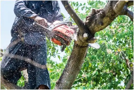 tree services Brooklyn